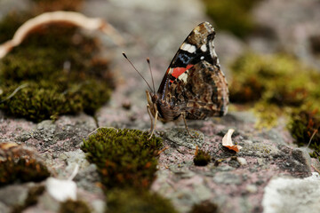 Butterfly, Rusalka admiral, Vanessa atalanta