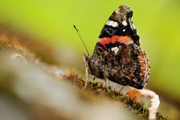 Butterfly, Rusalka admiral, Vanessa atalanta