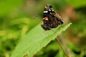 Butterfly, Rusalka admiral, Vanessa atalanta