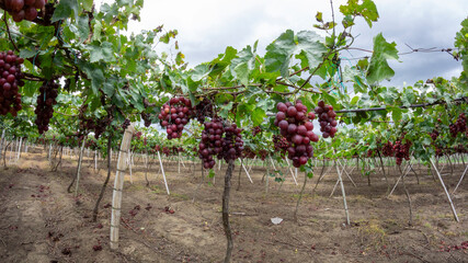 Photograph of a vineyard with ripe purple grapes.