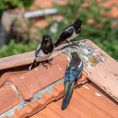 pies bavardes © Bernard