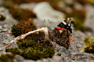 Butterfly, Rusalka admiral, Vanessa atalanta