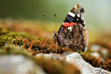 Butterfly, Rusalka admiral, Vanessa atalanta