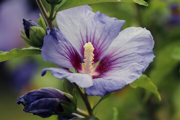 violette Blüte von Hibiskus 