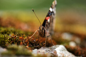 Obraz premium Butterfly, Rusalka admiral, Vanessa atalanta