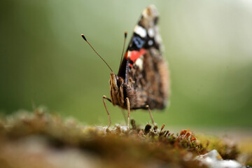 Obraz premium Butterfly, Rusalka admiral, Vanessa atalanta