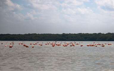 Group of flamingos in lake