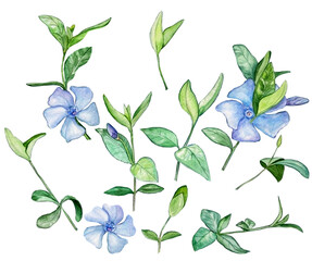Watercolor illustration of beautiful blue periwinkle with leaves for design on white isolated background