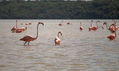 Pink flamingos in the water looking for something 