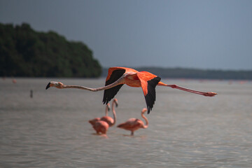 Fototapeta na wymiar Beautiful flamingo flying