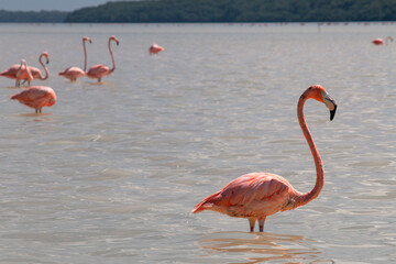 pink flamingos in the water