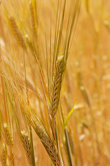 Fototapeta premium Harvesting season concept. Macro shot of golden wheat ears at large cultivation field in soft orange midday light. Background, close up, copy space for text.