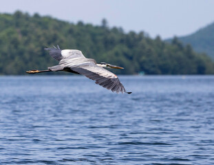 Majestic Great Blue Heron in flight Lake Dunmore, Vermont