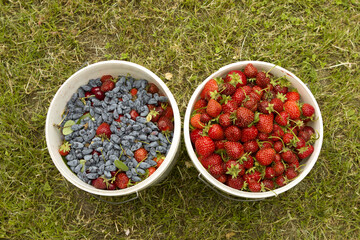 Berries Ripe honeysuckle and strawberries in white buckets on a background of green grass.  Garden...