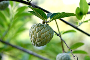 Custard apple or Seethapazham fruit on the tree.