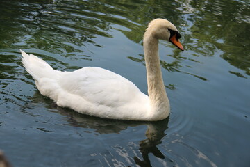 Naklejka premium swan on the water