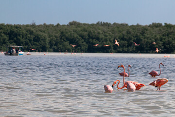 life in the sea