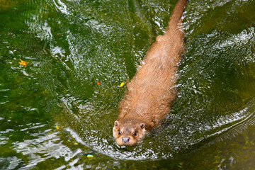 Fischotter im Elsass in Hunawihr