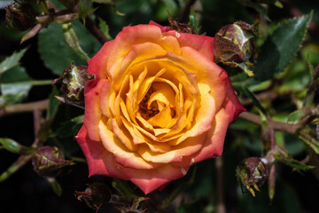 Garden Rose Flower, Variety 'Dee Bennett'