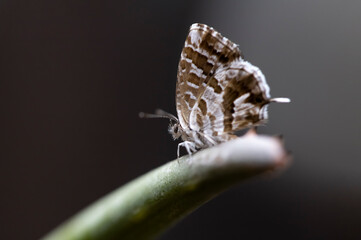 butterfly on leaf