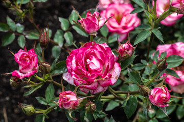 Garden Rose Flower, Variety 'Child's Play'
