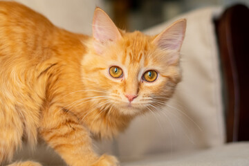 Fototapeta na wymiar portrait of an orange cat with amber eyes