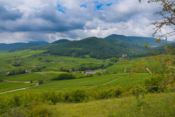 Obraz premium Weinberge im Elsass im Sommer