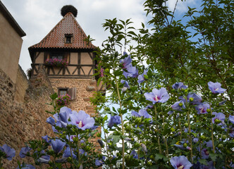 Storchennest in Chatenois im Elsass