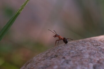 Close up picture of a brown ant on a rock
