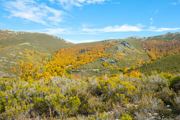 Beech in a sunny autumn afternoon. Pedrosa Beech in Segovia, Spain.