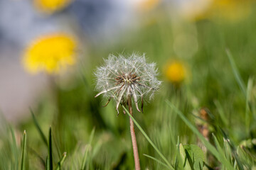 dandelion in the grass