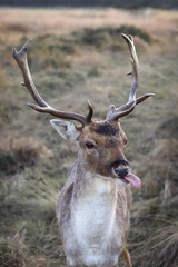 Funny young deer shows tongue
