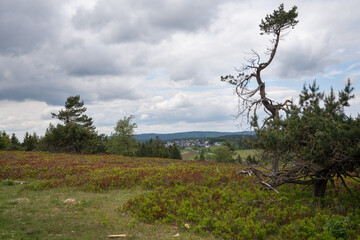 Landscape on Kahler Asten, Sauerland region, Germany