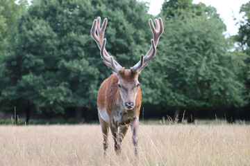 Noble big deer eats grass