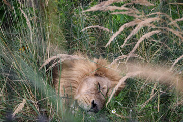 Portrait of a resting lion king