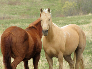 Obraz na płótnie Canvas Horses in the Meadow