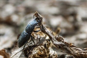 In the fight with the leaf 