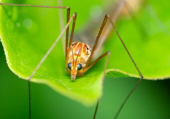 giant crane fly
