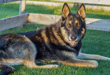 german shepherd dog on grass