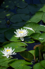 White Water Lily