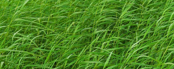 Panorama of green reeds on the lake.
