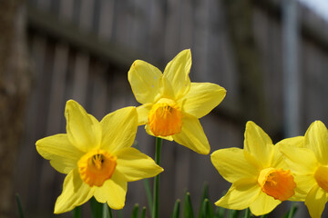 Fototapeta premium Yellow flower photographed in the home garden in Bavaria