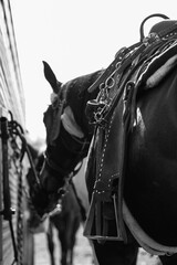 barrel horse western