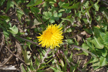 Yellow flower photographed in the home garden in Bavaria