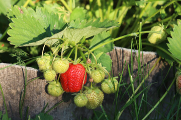 harvest of red strawberries in the garden