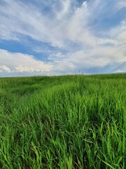 green field and blue sky