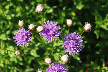 Fototapeta premium flowers of Aster Alpine in the garden