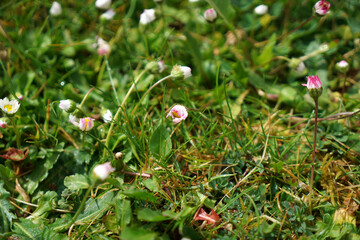 Yellow flower photographed in the home garden in Bavaria