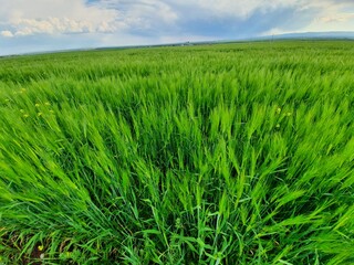wheat field and blue sky