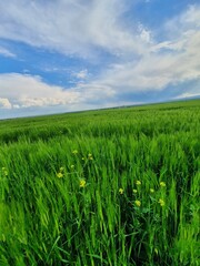 wheat field and blue sky